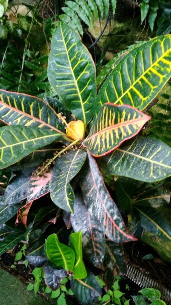 Шалом, Израиль! Часть 8. Парк орхидей "Утопия".