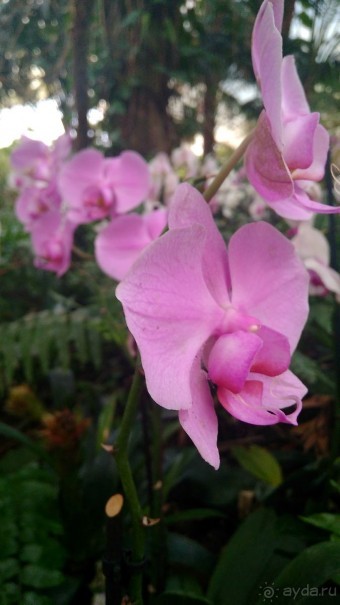 Шалом, Израиль! Часть 8. Парк орхидей "Утопия".