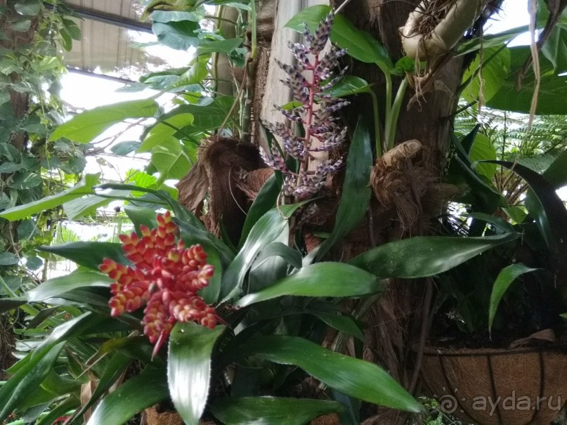 Шалом, Израиль! Часть 8. Парк орхидей "Утопия".