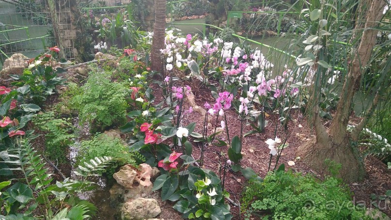 Шалом, Израиль! Часть 8. Парк орхидей "Утопия".