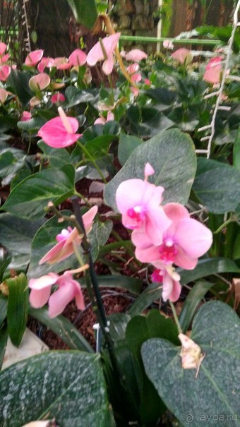 Шалом, Израиль! Часть 8. Парк орхидей "Утопия".