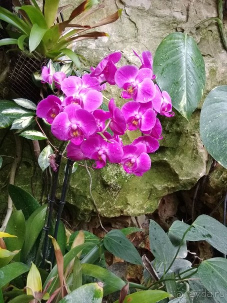 Шалом, Израиль! Часть 8. Парк орхидей "Утопия".