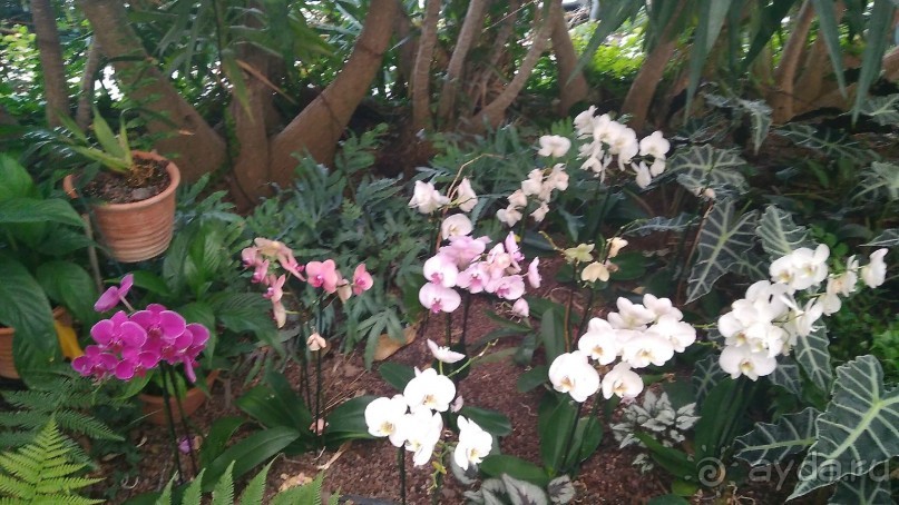 Шалом, Израиль! Часть 8. Парк орхидей "Утопия".