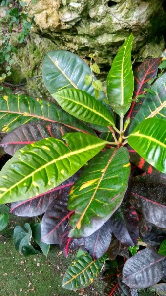 Шалом, Израиль! Часть 8. Парк орхидей "Утопия".