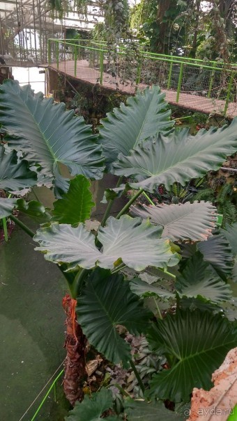 Шалом, Израиль! Часть 8. Парк орхидей "Утопия".