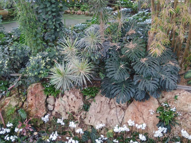 Шалом, Израиль! Часть 8. Парк орхидей "Утопия".