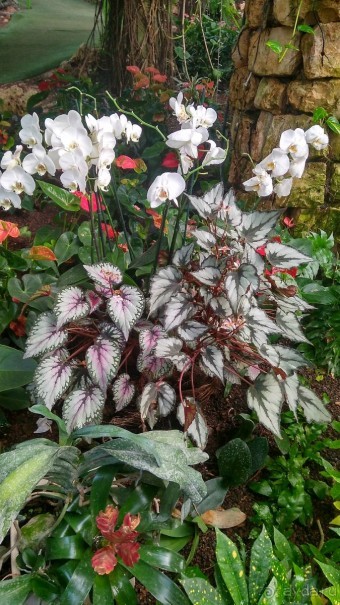 Шалом, Израиль! Часть 8. Парк орхидей "Утопия".