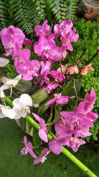 Шалом, Израиль! Часть 8. Парк орхидей "Утопия".