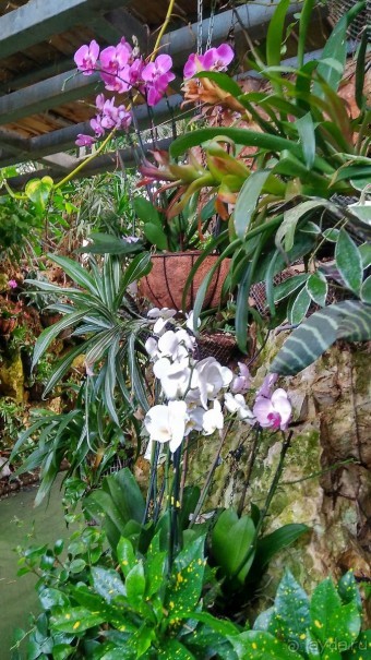 Шалом, Израиль! Часть 8. Парк орхидей "Утопия".