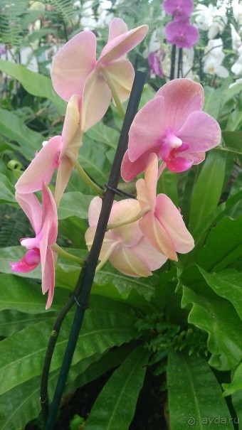 Шалом, Израиль! Часть 8. Парк орхидей "Утопия".