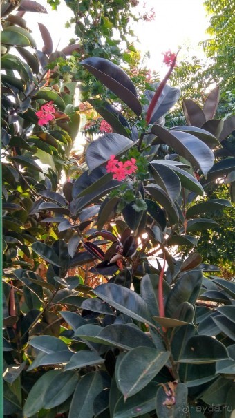 Шалом, Израиль! Часть 8. Парк орхидей "Утопия".