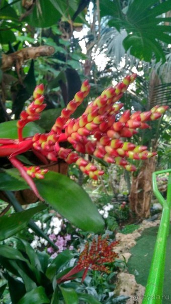 Шалом, Израиль! Часть 8. Парк орхидей "Утопия".