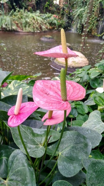 Шалом, Израиль! Часть 8. Парк орхидей "Утопия".