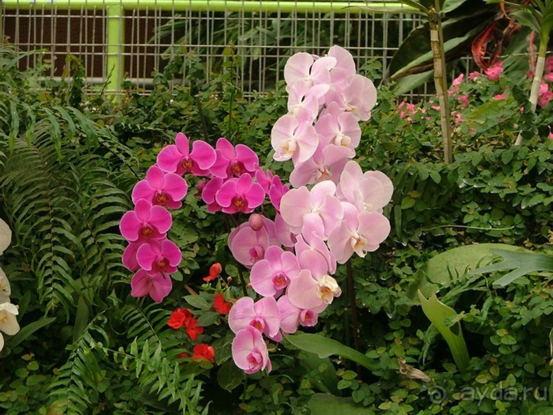 Альбом отзыва "Шалом, Израиль! Часть 8. Парк орхидей "Утопия"."