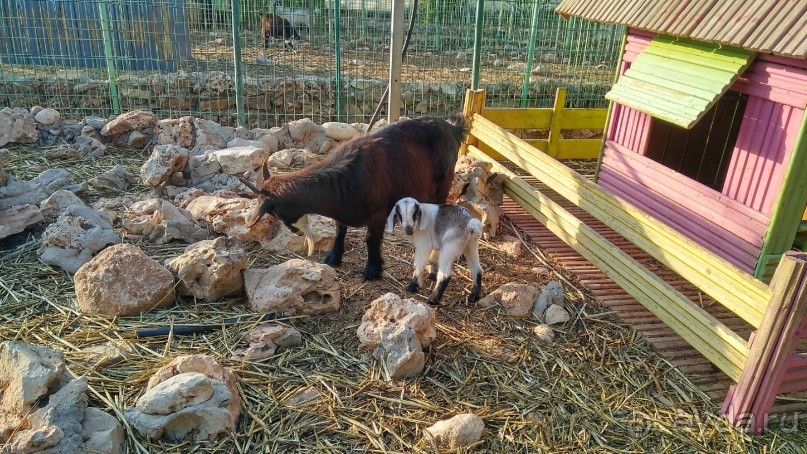 Шалом, Израиль! Часть 8. Парк орхидей "Утопия".