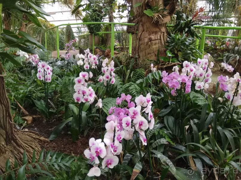 Шалом, Израиль! Часть 8. Парк орхидей "Утопия".