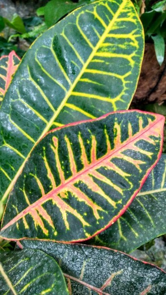 Шалом, Израиль! Часть 8. Парк орхидей "Утопия".