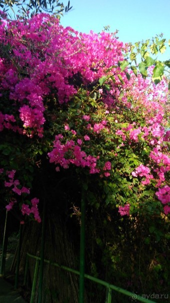 Шалом, Израиль! Часть 8. Парк орхидей "Утопия".