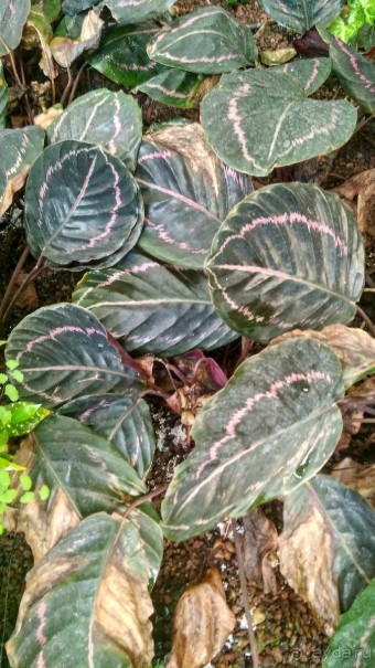 Шалом, Израиль! Часть 8. Парк орхидей "Утопия".