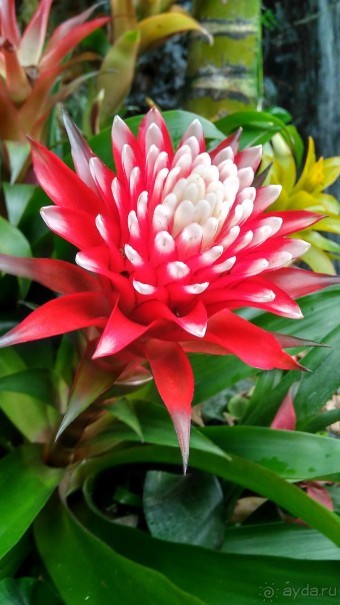 Шалом, Израиль! Часть 8. Парк орхидей "Утопия".