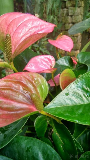 Шалом, Израиль! Часть 8. Парк орхидей "Утопия".