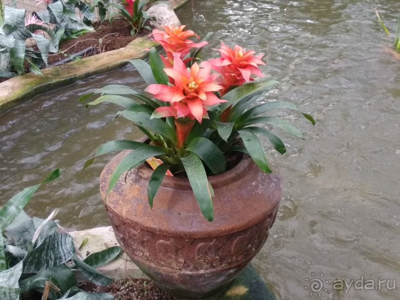 Шалом, Израиль! Часть 8. Парк орхидей "Утопия".