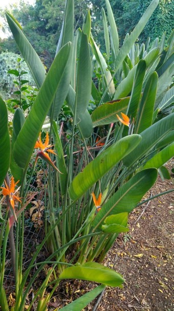 Шалом, Израиль! Часть 8. Парк орхидей "Утопия".