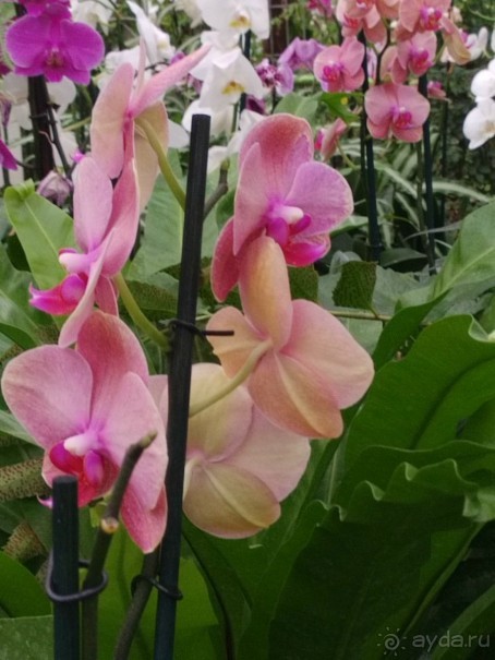 Шалом, Израиль! Часть 8. Парк орхидей "Утопия".