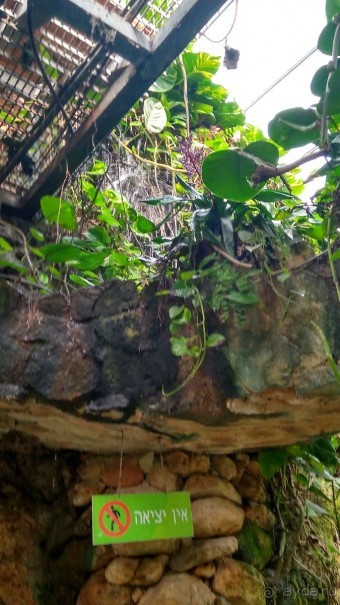 Шалом, Израиль! Часть 8. Парк орхидей "Утопия".