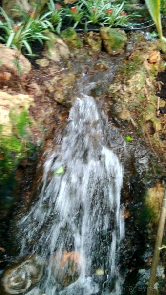 Шалом, Израиль! Часть 8. Парк орхидей "Утопия".