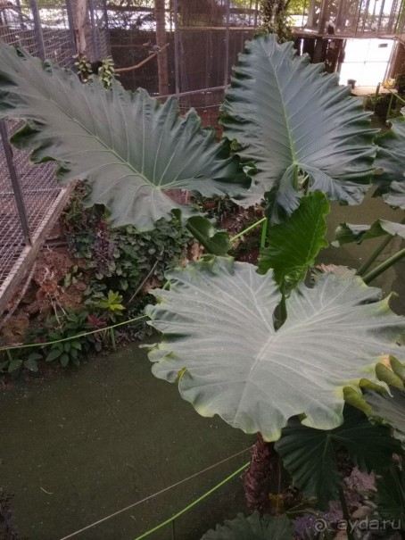 Шалом, Израиль! Часть 8. Парк орхидей "Утопия".