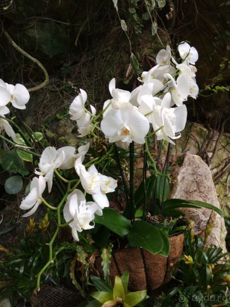 Шалом, Израиль! Часть 8. Парк орхидей "Утопия".