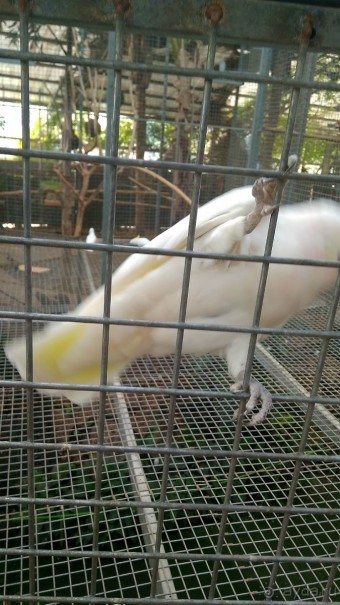 Шалом, Израиль! Часть 8. Парк орхидей "Утопия".