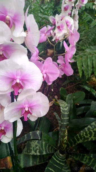 Шалом, Израиль! Часть 8. Парк орхидей "Утопия".