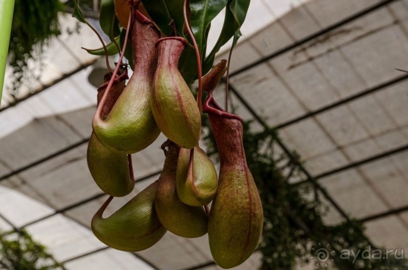 Шалом, Израиль! Часть 8. Парк орхидей "Утопия".