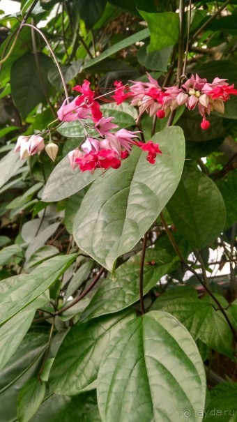 Шалом, Израиль! Часть 8. Парк орхидей "Утопия".