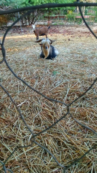 Шалом, Израиль! Часть 8. Парк орхидей "Утопия".