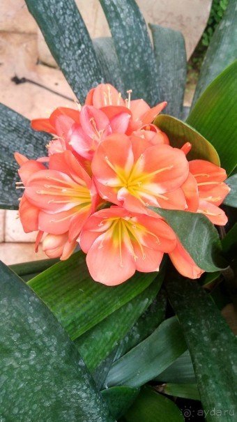 Шалом, Израиль! Часть 8. Парк орхидей "Утопия".