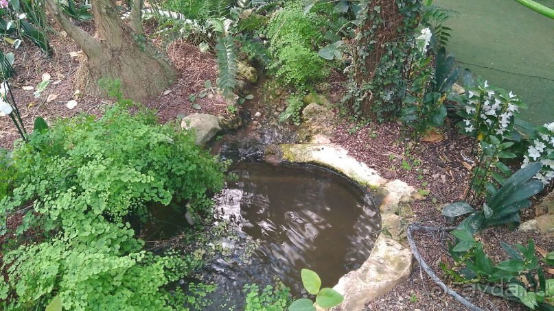 Шалом, Израиль! Часть 8. Парк орхидей "Утопия".