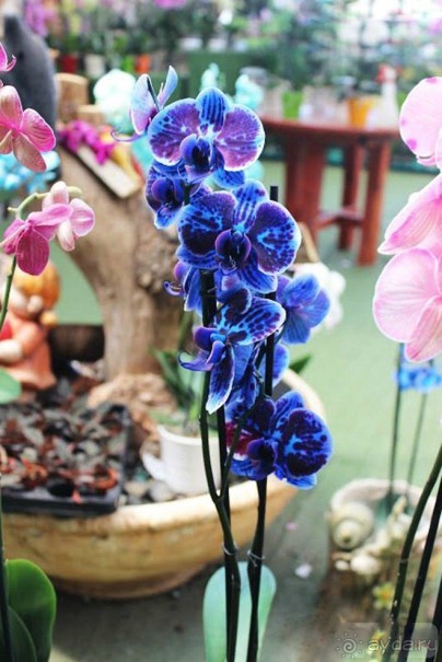 Шалом, Израиль! Часть 8. Парк орхидей "Утопия".