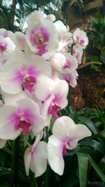 Шалом, Израиль! Часть 8. Парк орхидей "Утопия".