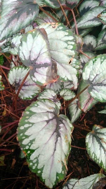 Шалом, Израиль! Часть 8. Парк орхидей "Утопия".