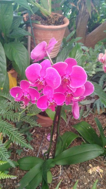 Шалом, Израиль! Часть 8. Парк орхидей "Утопия".