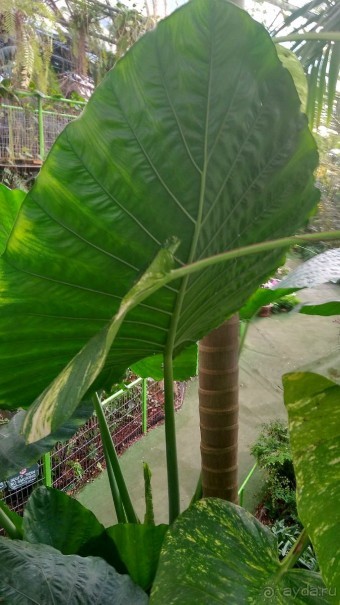 Шалом, Израиль! Часть 8. Парк орхидей "Утопия".