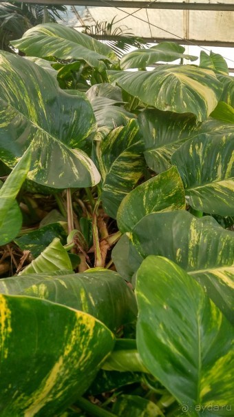 Шалом, Израиль! Часть 8. Парк орхидей "Утопия".