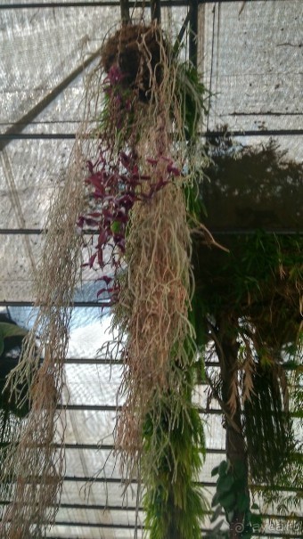 Шалом, Израиль! Часть 8. Парк орхидей "Утопия".