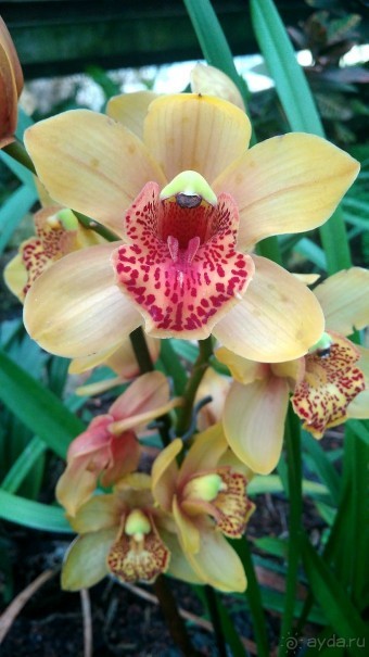 Шалом, Израиль! Часть 8. Парк орхидей "Утопия".