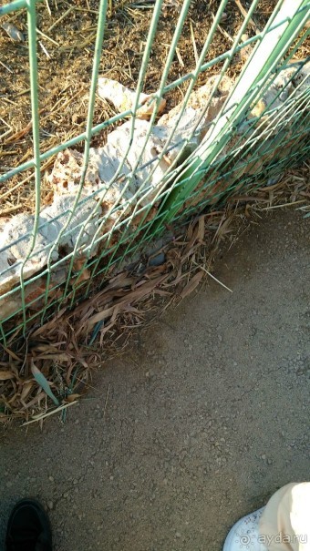 Шалом, Израиль! Часть 8. Парк орхидей "Утопия".