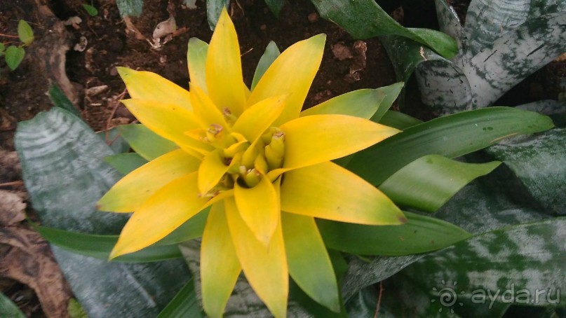 Шалом, Израиль! Часть 8. Парк орхидей "Утопия".