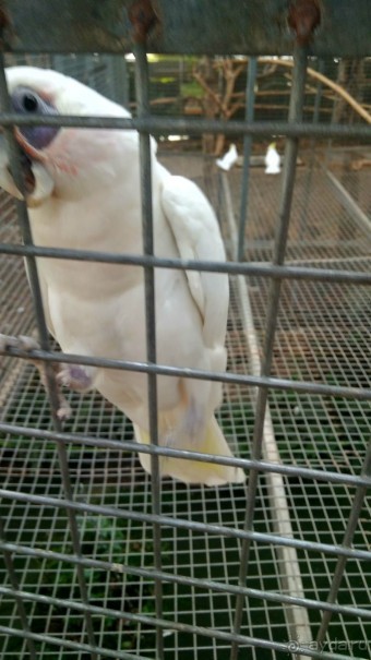 Шалом, Израиль! Часть 8. Парк орхидей "Утопия".